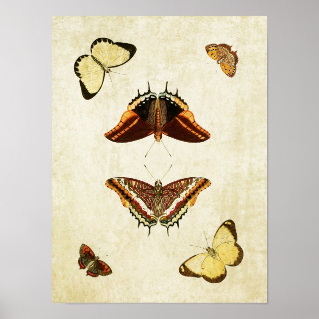 Papillon vintage Impression 186 (Devant)