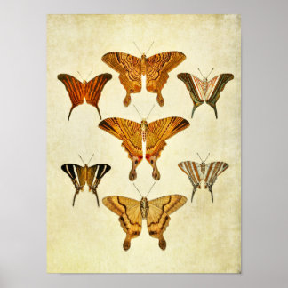 Papillon vintage Impression 200