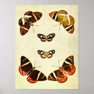 Papillon vintage Impression 223