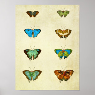 Papillon vintage Impression 259