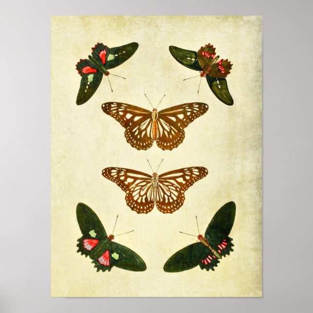 Papillon vintage Impression 279 (Devant)
