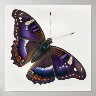 Papillon violet Empereur Art Imprimer Poster