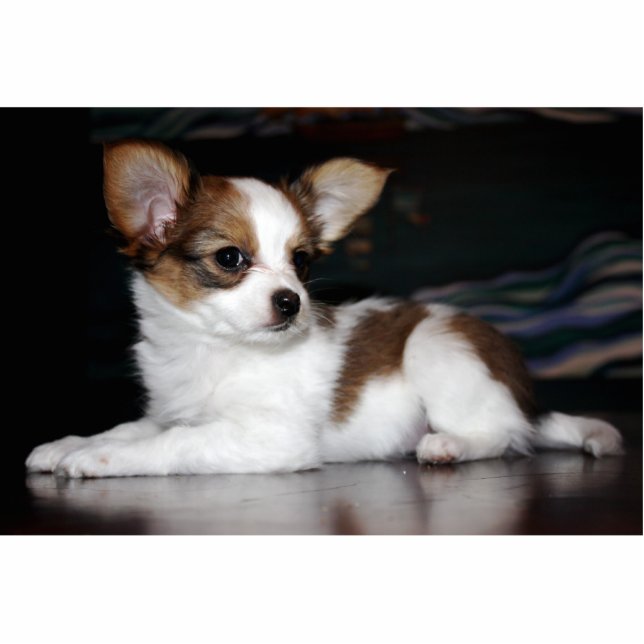 Papillon Welpen-Fotoskulptur Freistehende Fotoskulptur (Vorne)