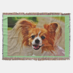 Papillon wirft eine Decke. Decke
