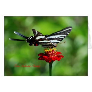Papillon Zebra Swallowtail