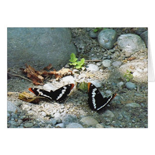 Papillons