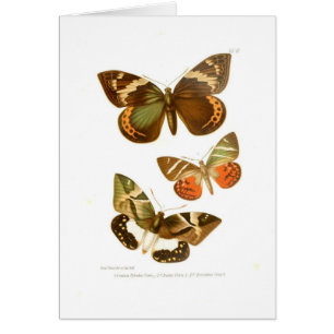 Papillons
