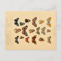 Papillons 2 Cartes postales de dessin Vintage
