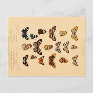 Papillons 2 Cartes postales de dessin Vintage