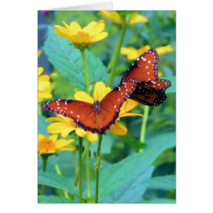 Papillons - Carte de voeux intérieure blanche