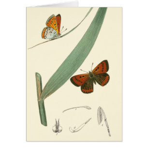 Papillons colorés flottant autour d'une feuille