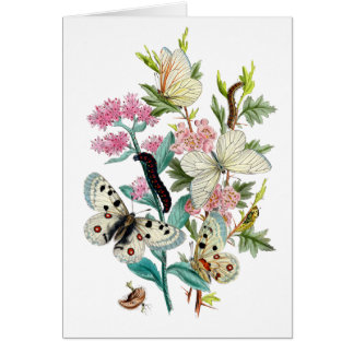 Papillons de l'été