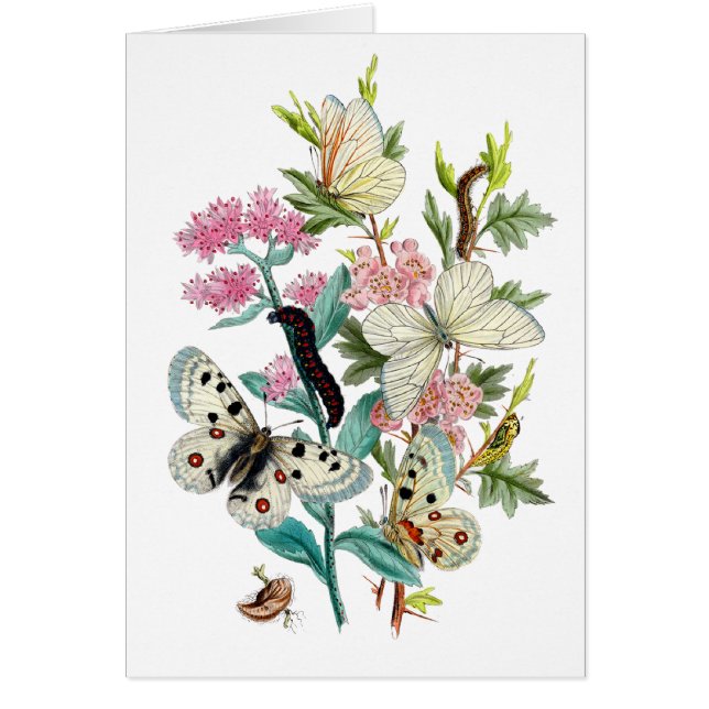 Papillons de l'été (Devant)