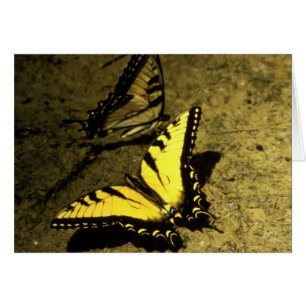 Papillons de machaon de tigre