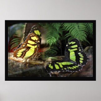 Papillons Malachite 1 Poster -60x40 -ou plus petit