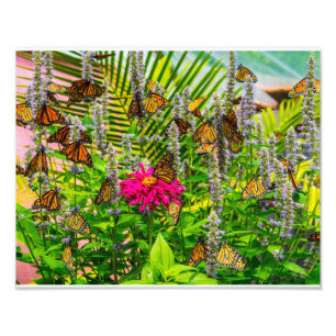 Papillons Monarque Photo Élargissement