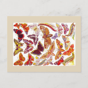 Papillons Moths Carte postale Vintage   Insectes