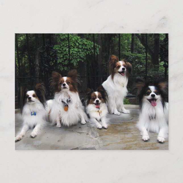 Papillons-Pack von Hershey Kiss Hero Kennels Postkarte (Vorderseite)