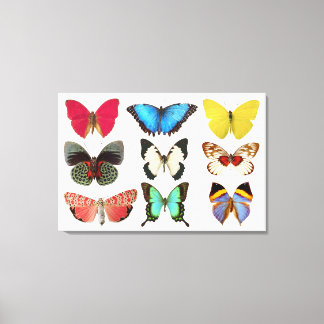 Papillons - toile Impression