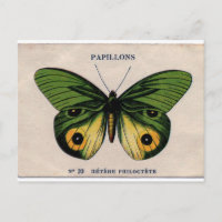 Papillons Vintag Butterfly Illustration