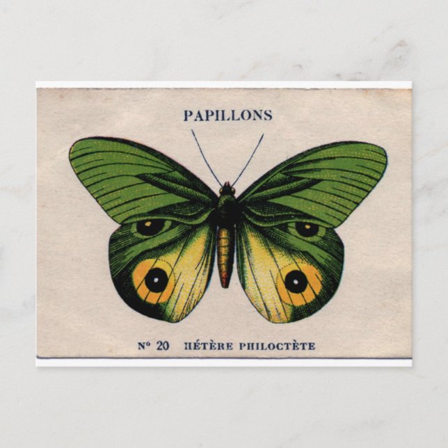 Papillons Vintag Butterfly Illustration Postkarte (Vorderseite)