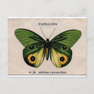 Papillons Vintage Schmetterlingsillustration Postkarte
