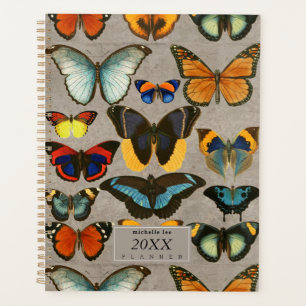 Papillons vintages Entomologie Biologie colorée