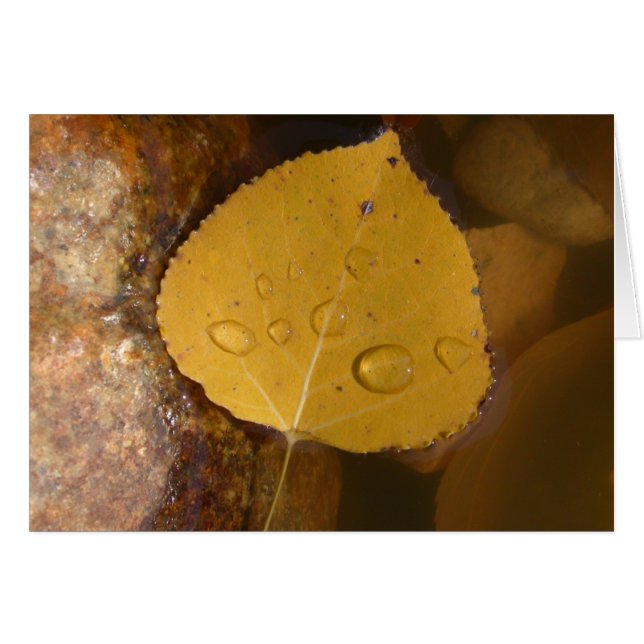 Pappel-Blatt im Teich (Vorderseite (Horizontal))