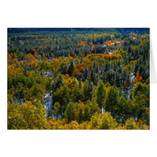 Pappel und gezierte Bäume