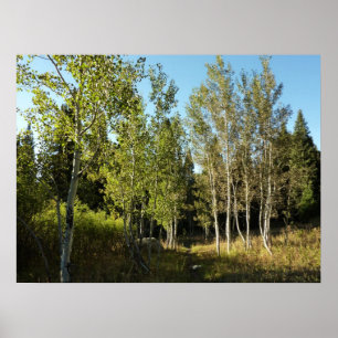 Pappelalleen entlang des Moose Ponds Trail im Gran Poster