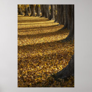 Pappeln im Herbst, Lake Wanaka, Otago, Poster