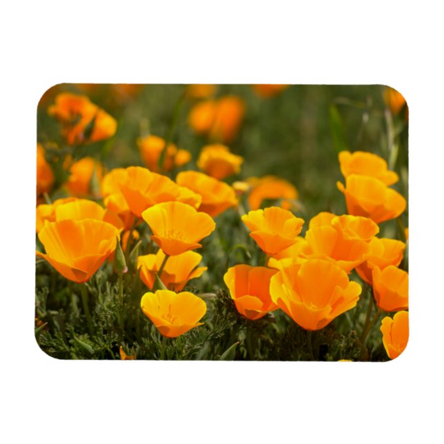 Pappi di California, Montana de Oro Staat Park Magnet (Horizontal)