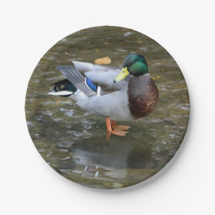 Pappteller der Stockenten-Enten-(Mann)
