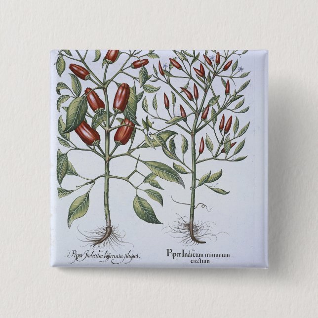 Paprika-Pfeffer-Pflanzen, vom 'Hortus Eystettensi Button (Vorderseite)