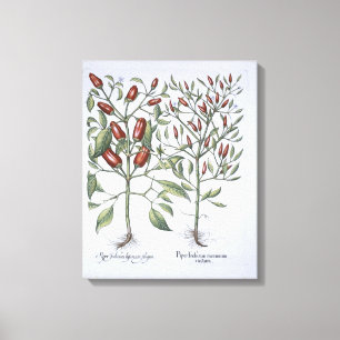 Paprika-Pfeffer-Pflanzen, vom 'Hortus Eystettensi Leinwanddruck