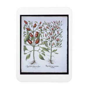Paprika-Pfeffer-Pflanzen, vom 'Hortus Eystettensi Magnet