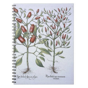 Paprika-Pfeffer-Pflanzen, vom 'Hortus Eystettensi Notizblock