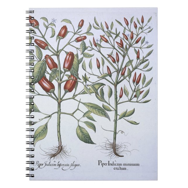 Paprika-Pfeffer-Pflanzen, vom 'Hortus Eystettensi Notizblock (Vorderseite)