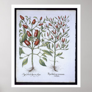 Paprika-Pfeffer-Pflanzen, vom 'Hortus Eystettensi Poster