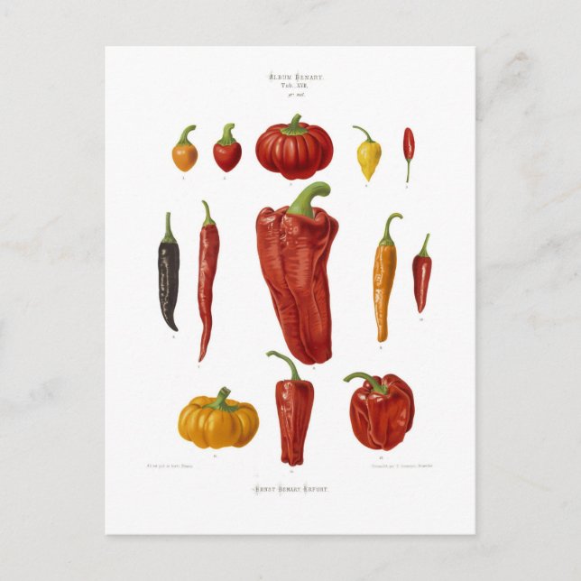 Paprika Postkarte (Vorderseite)