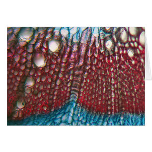 Paprika Sous le microscope