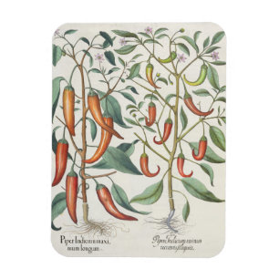 Paprikaschoten: 1.Piper Indicum Maximum longum; Magnet