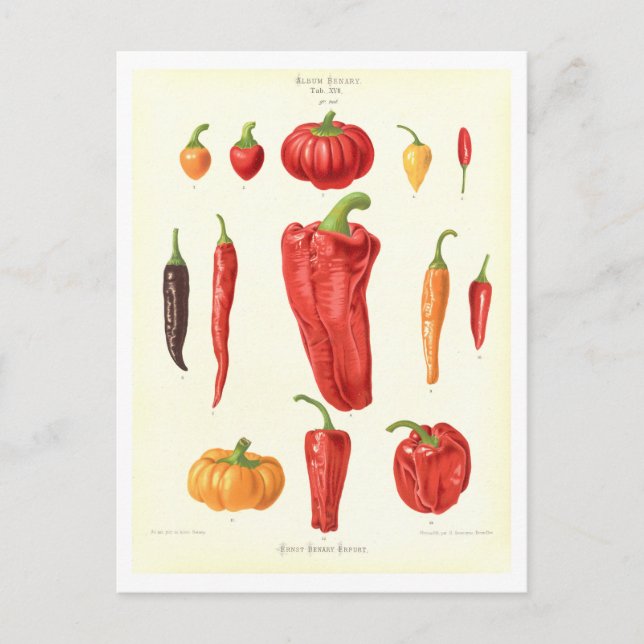 Paprikaschoten Botanische Illustration aus dem Saa Postkarte (Vorderseite)