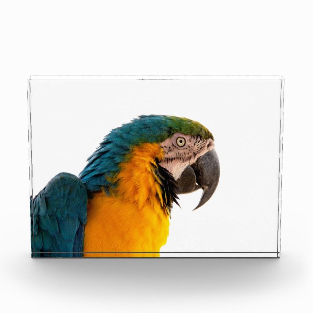 Paprot Fotoblock (Vorderseite)