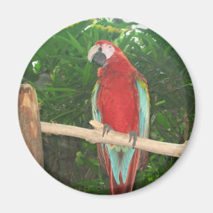 Paprot Magnet
