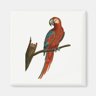 Paprot Magnet
