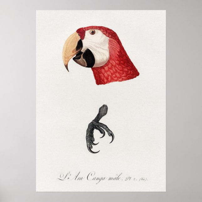 Paprot Poster (Vorne)