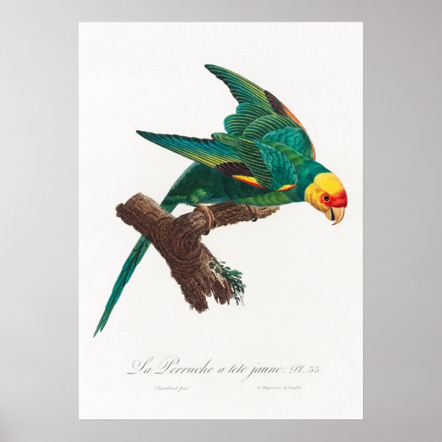 Paprot Poster (Vorne)