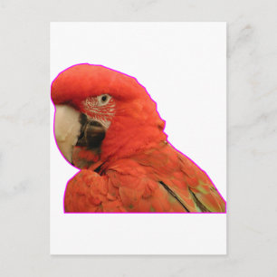 Paprot Postkarte