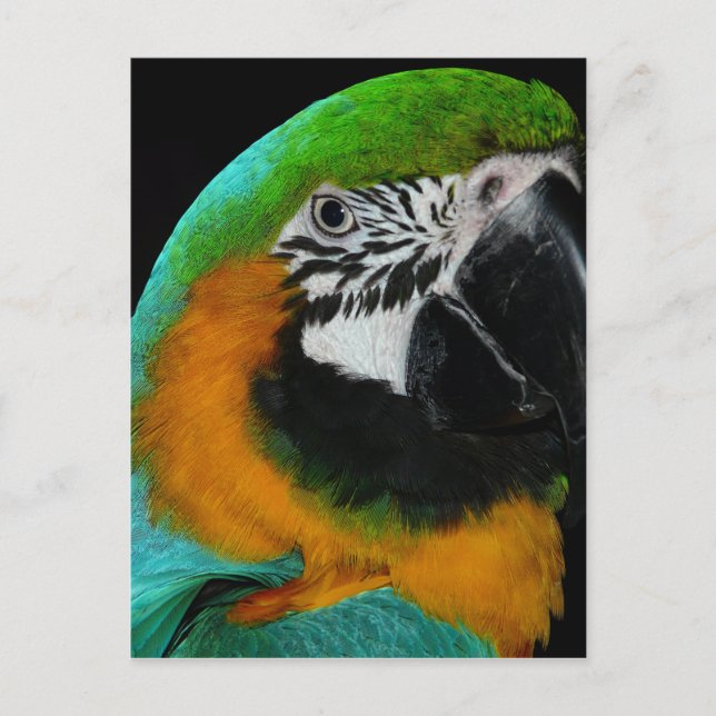 Paprot Postkarte (Vorderseite)